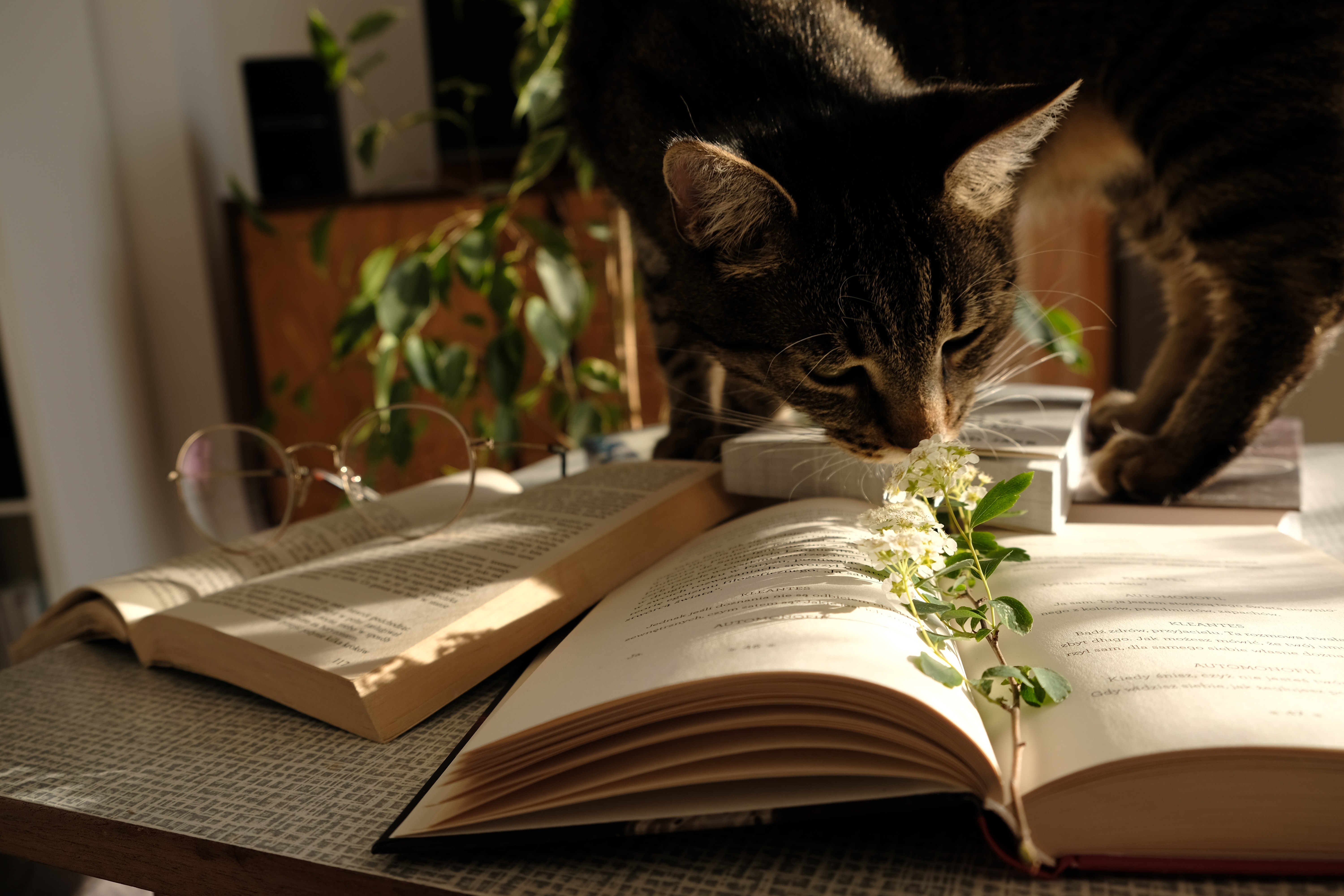 cat investigating a pile of books